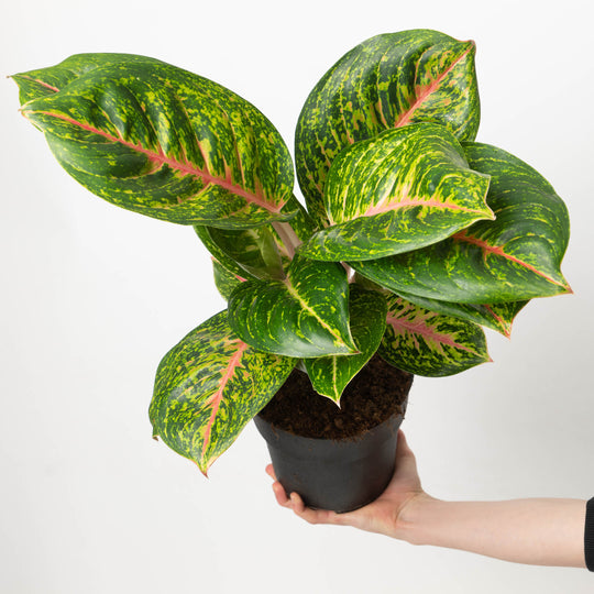Aglaonema Spring Red Plants GrowTropicals
