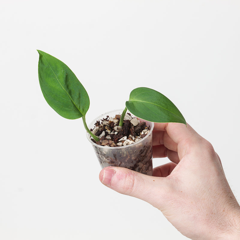 Monstera spruceana Plants GrowTropicals