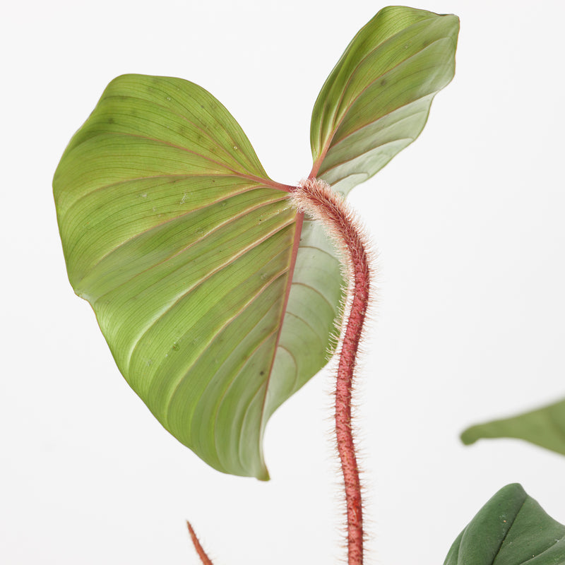 Philodendron squamicaule 'Blushing' Plants GrowTropicals