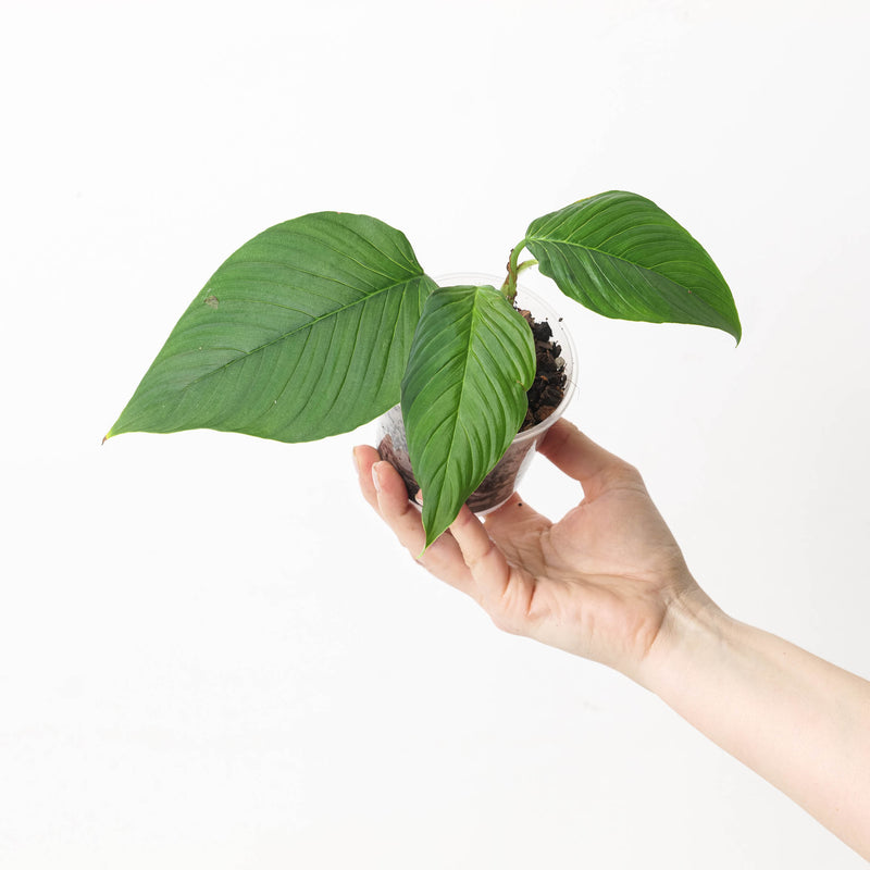 Philodendron squamipetiolatum — 9cm