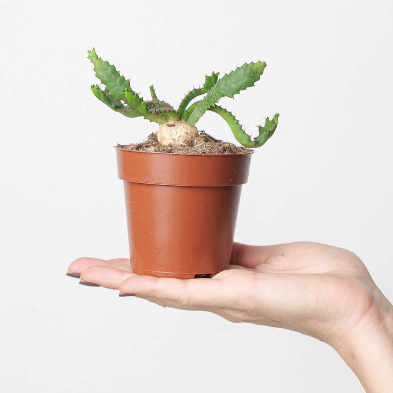 Euphorbia stellata — 8.5cm