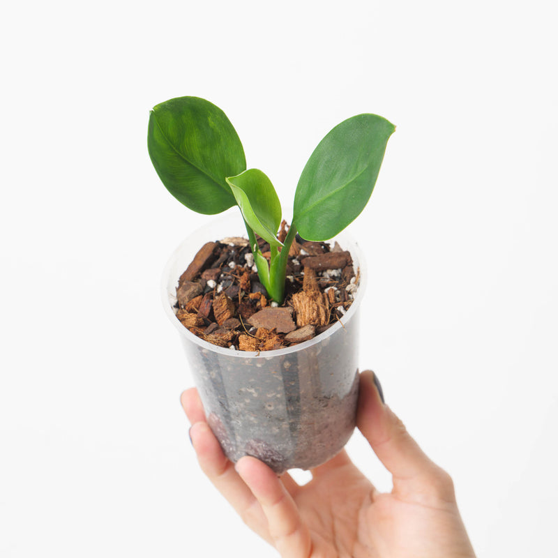 Stenospermation ulei Plants GrowTropicals