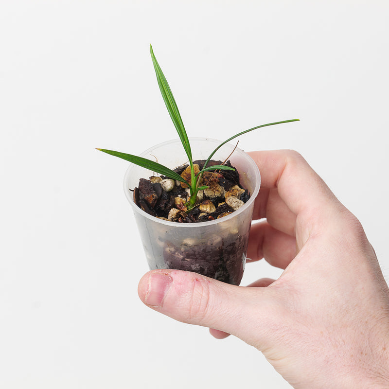 Dicranopygium stenophyllum Plants GrowTropicals