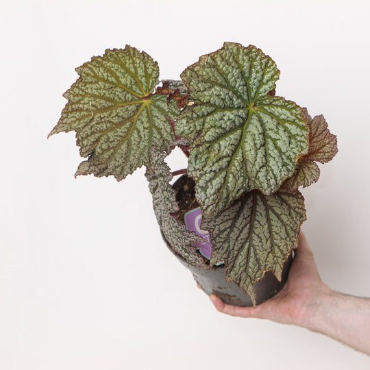 Begonia 'Sterling Moon' Plants - Outdoor GROW TROPICALS