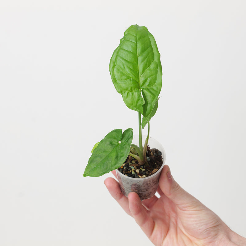 Syngonium steyermarkii Plants GrowTropicals
