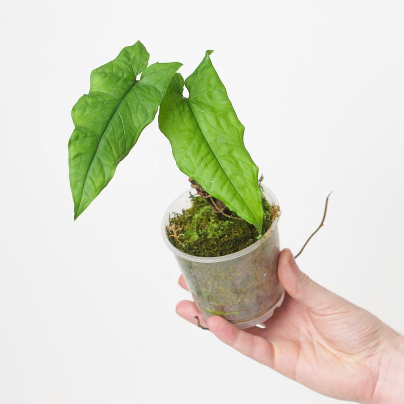 Syngonium steyermarkii 9cm Plants GrowTropicals