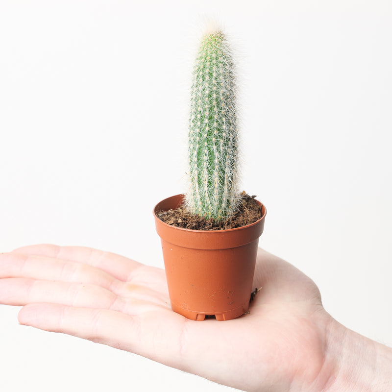 Cleistocactus strausii — 6cm