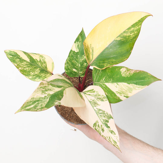 Philodendron 'Strawberry Shake' Plants GrowTropicals