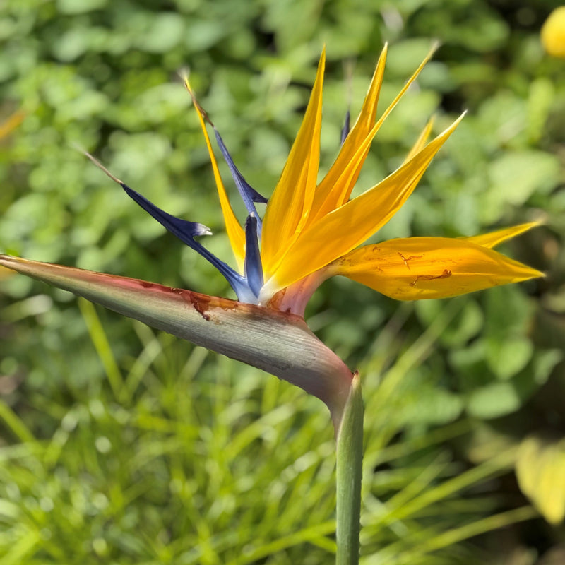 Strelitzia reginae 'Mandela's Gold' — 17cm
