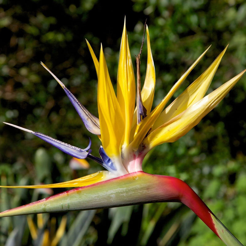 Strelitzia reginae 'Mandela's Gold' Plants GrowTropicals