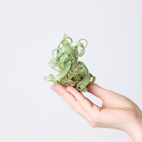 Tillandsia streptophylla Plants GrowTropicals