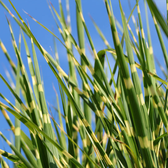 Miscanthus sinensis Strictus 17cm / 2L Plants - Outdoor GROW TROPICALS