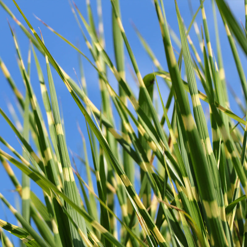Miscanthus sinensis Strictus 17cm / 2L Plants - Outdoor GROW TROPICALS