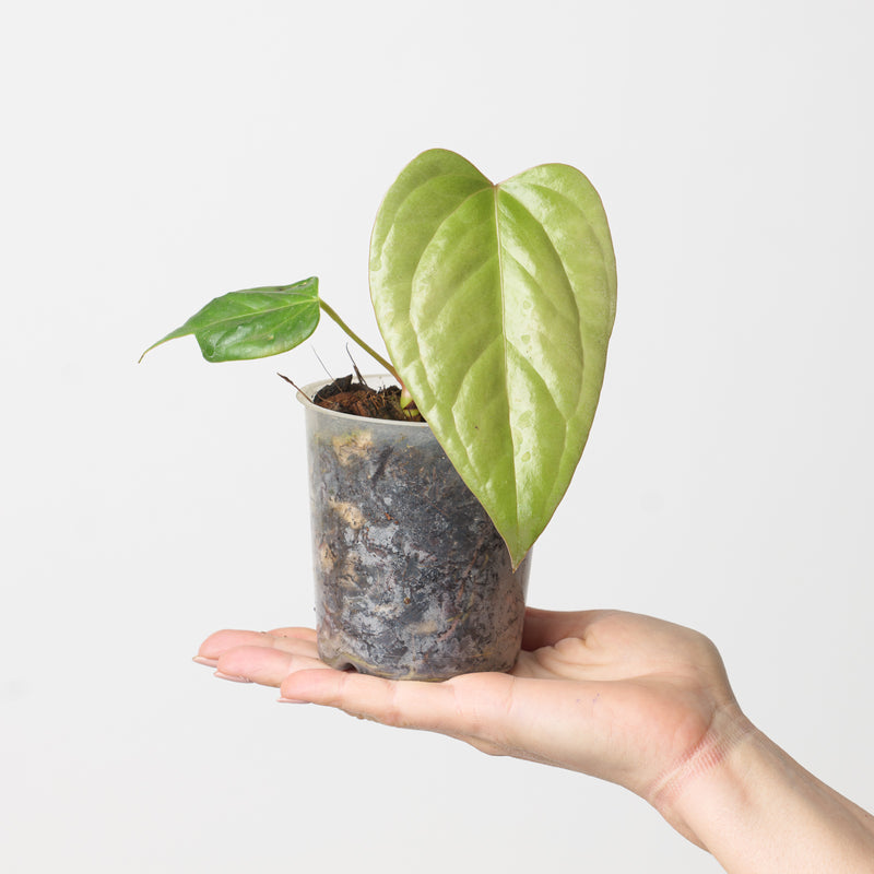 Anthurium subsignatum x luxurians 9cm Plants GrowTropicals