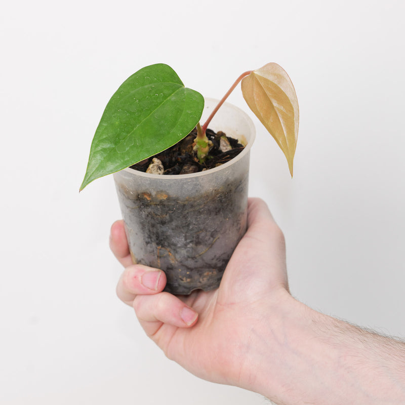 Anthurium subsignatum x luxurians Plants GrowTropicals