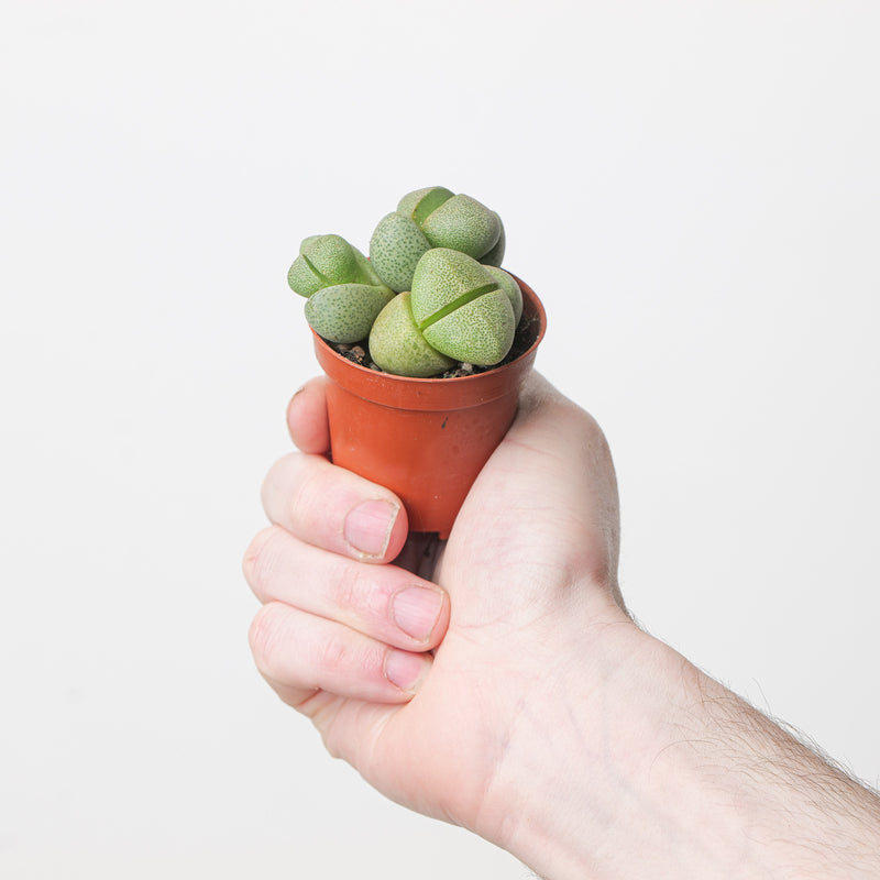 Pleiospilos nelii Plants GrowTropicals