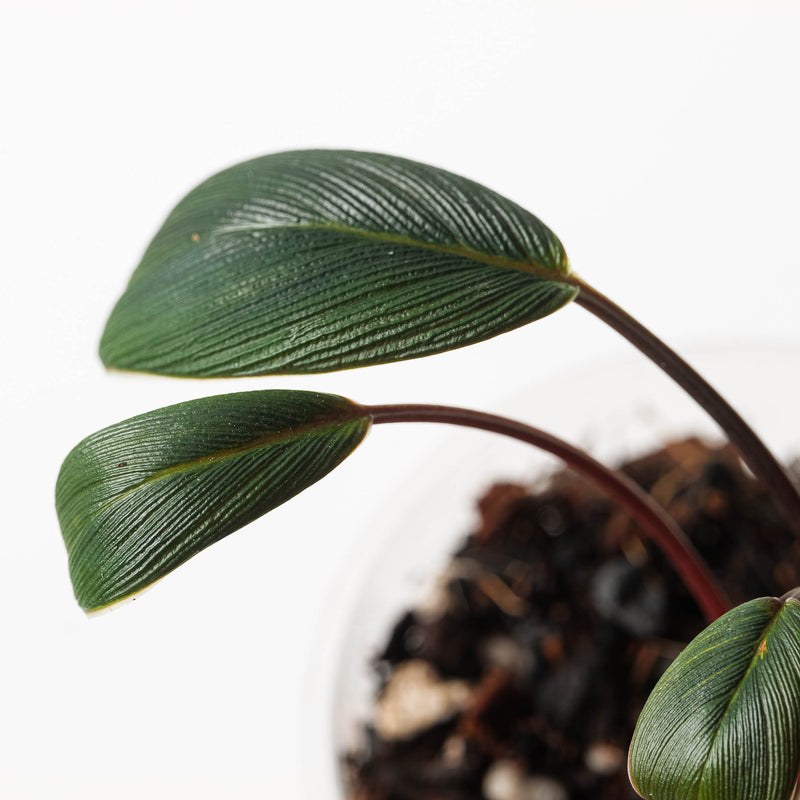 Homalomena sp. Tapanuli Selatan, Sumatera 'Black/Red' Plants GrowTropicals
