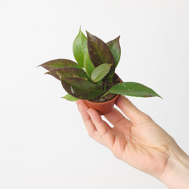 Hoya 'Sunrise' 6cm Plants GrowTropicals