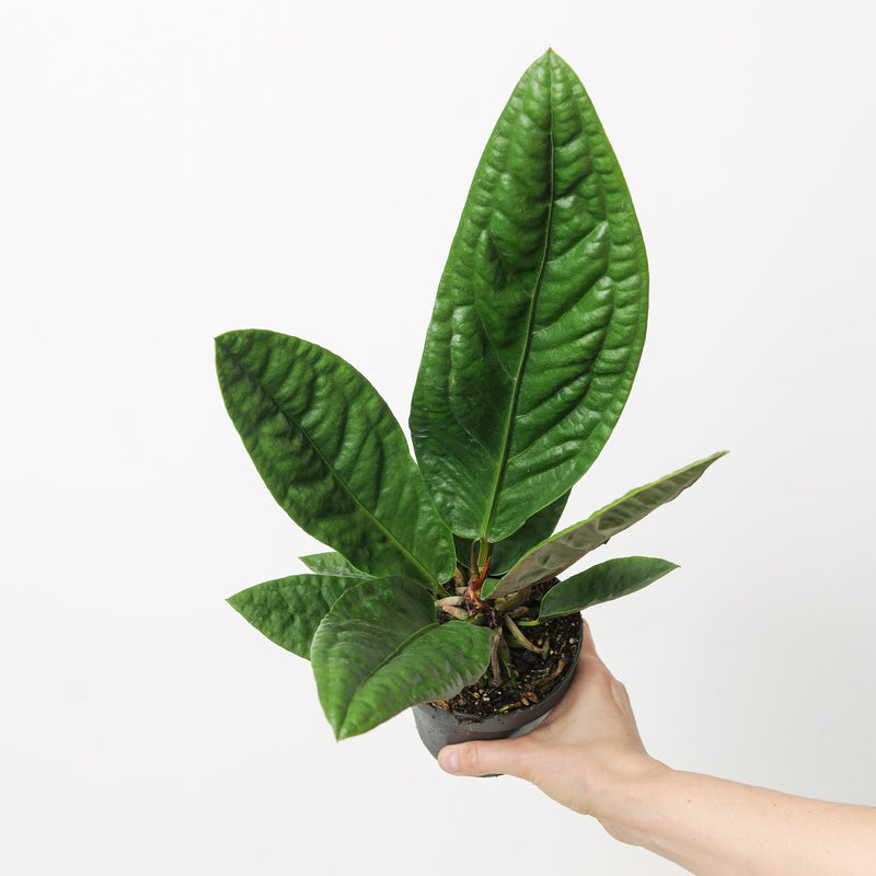 Anthurium superbum Plants GrowTropicals