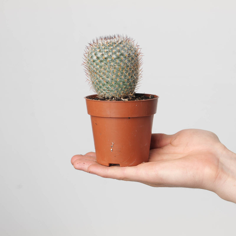 Mammillaria supertexta Plants GrowTropicals
