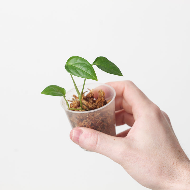 Monstera obliqua 'Suriname' — 6cm