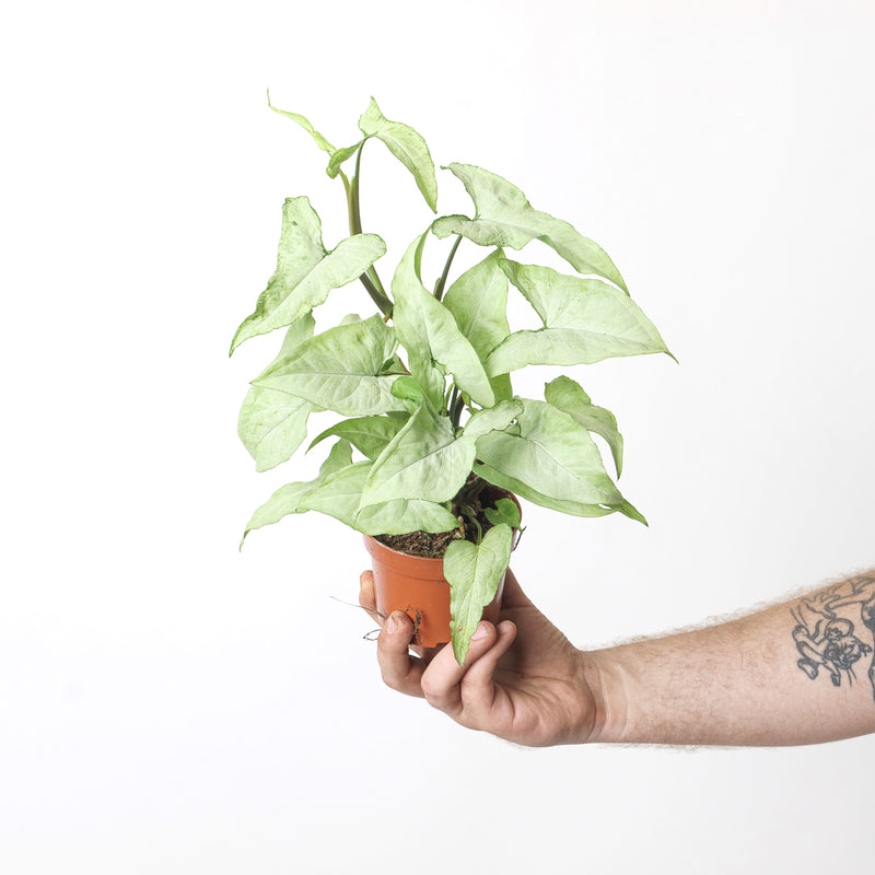 Syngonium 'Ngern Lai Ma' Plants GrowTropicals