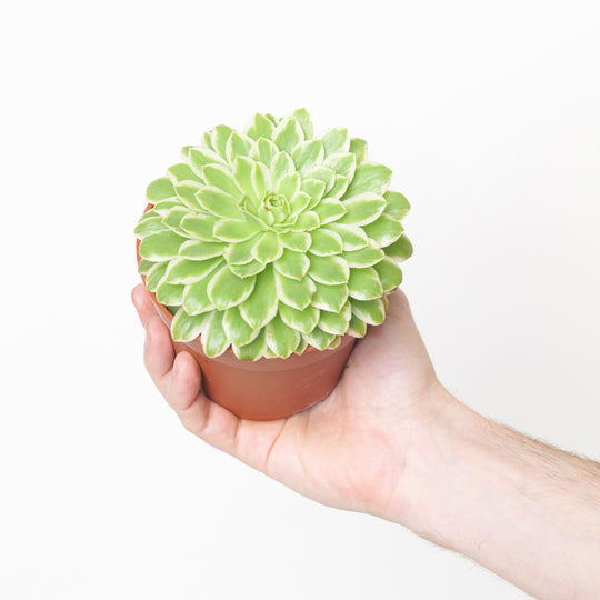 Aeonium tabuliforme Variegated Plants - Outdoor GROW TROPICALS
