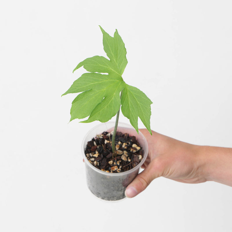 Taccarum weddellianum Plants GrowTropicals