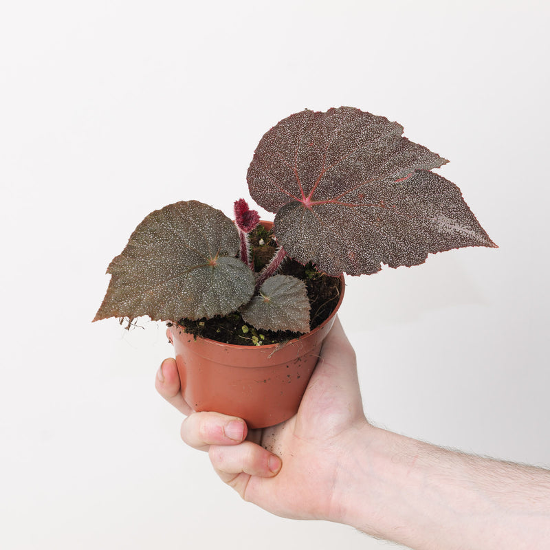 Begonia 'Taconite' 10.5cm Plants GrowTropicals