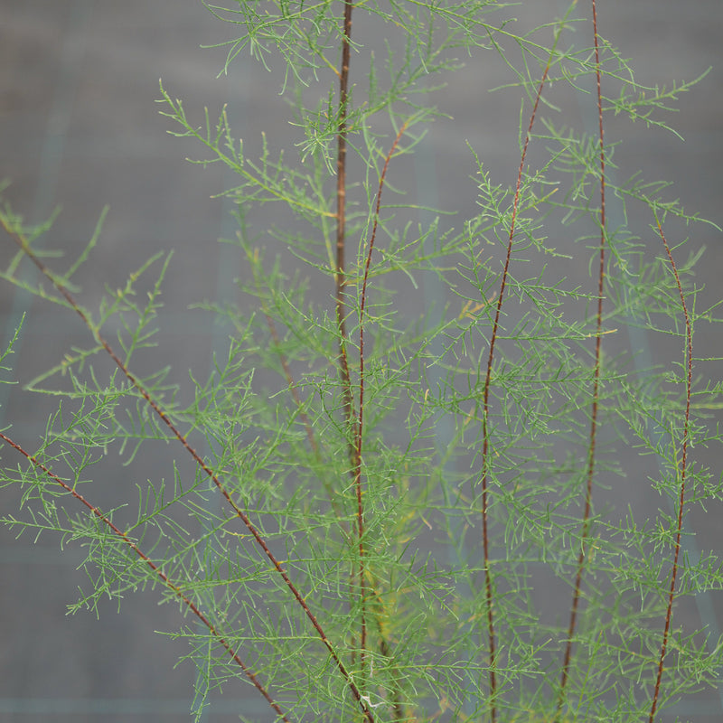 Tamarix tetrandra Plants - Outdoor GROW TROPICALS