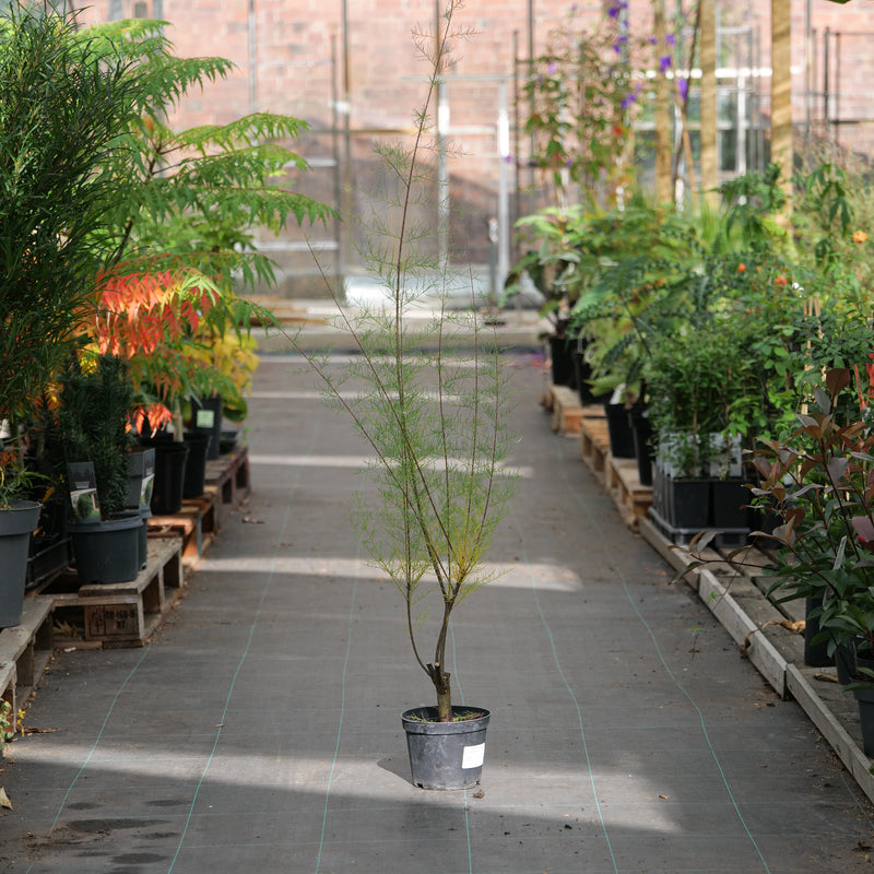 Tamarix tetrandra 17cm / 2L (Collection Only) Plants - Outdoor GROW TROPICALS
