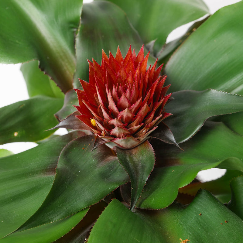 Aechmea tayoensis Plants GrowTropicals