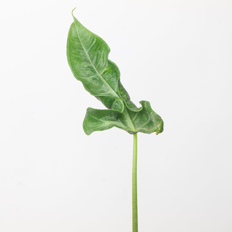 Alocasia teletubbies Plants GrowTropicals
