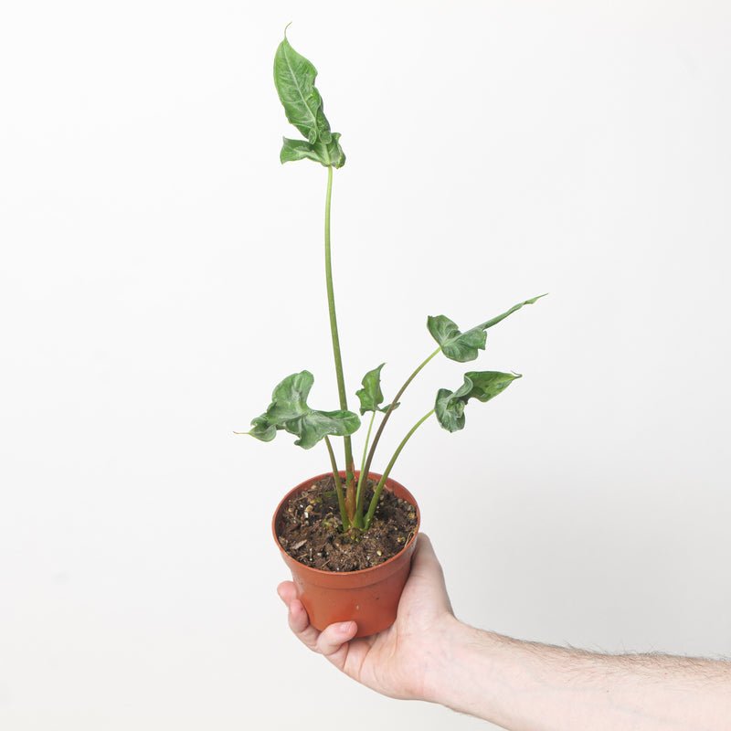 Alocasia teletubbies 10.5cm Plants GrowTropicals