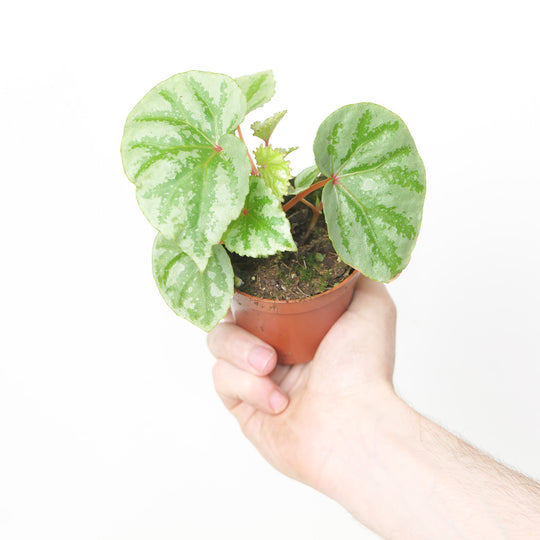 Begonia Temuyuk Silver