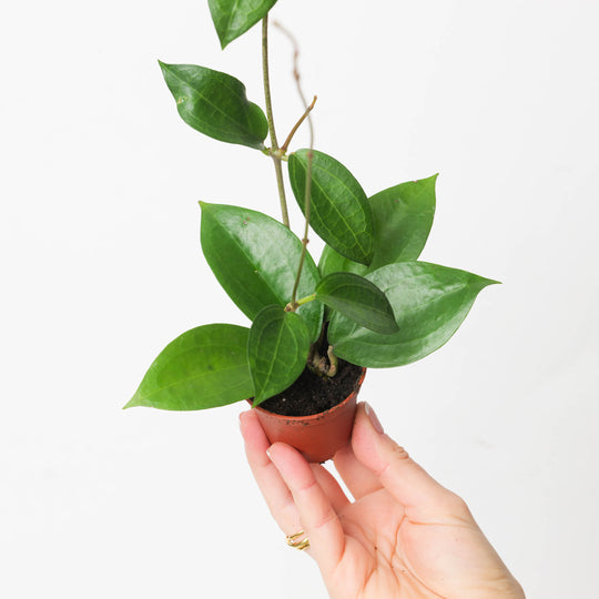 Hoya sp ternate Plants GrowTropicals