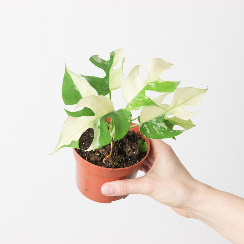 Rhaphidophora tetrasperma 'Variegated' 10.5cm Plants GrowTropicals