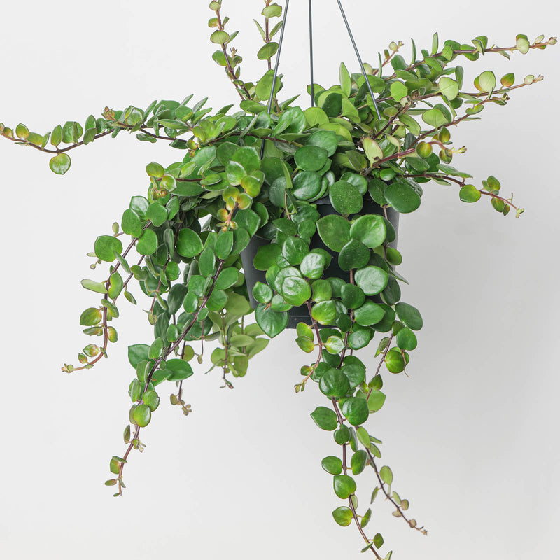 Aeschynanthus 'Thai Pink' — 17cm Hanging