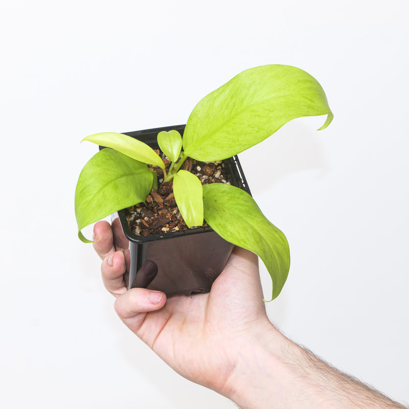 Philodendron 'Thai Sunrise' Plants GrowTropicals