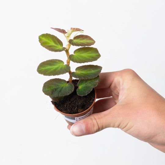 Begonia thelmae 9cm Plants GrowTropicals