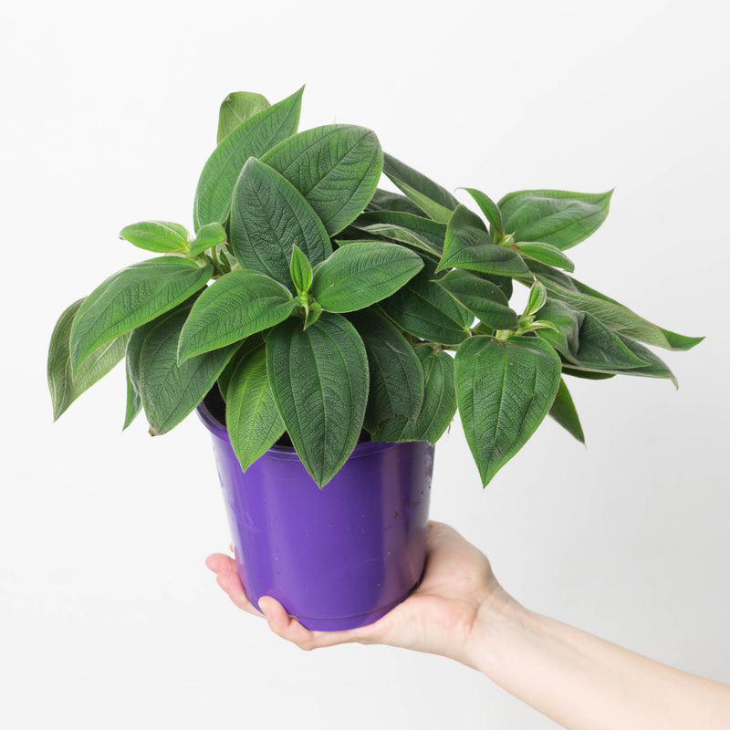 Tibouchina Rich Blue Plants GrowTropicals