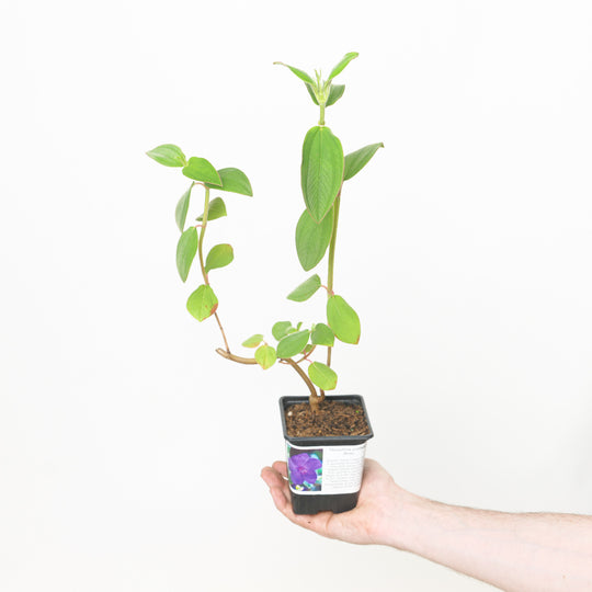 Tibouchina urvilleana 9cm / 0.5L Plants - Outdoor GROW TROPICALS
