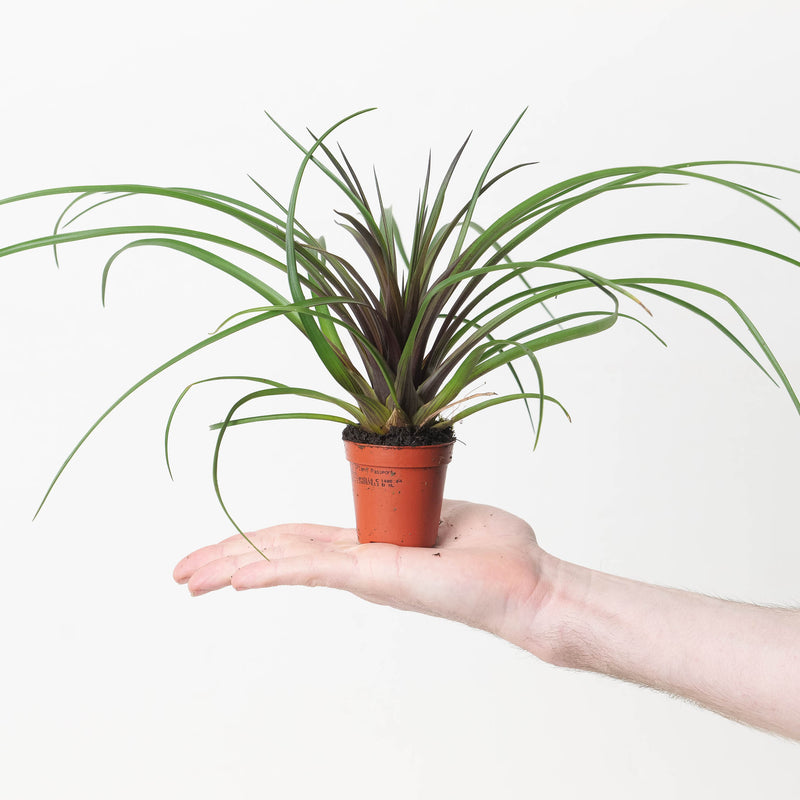 Wallisia cyanea | Tillandsia cyanea Plants GrowTropicals