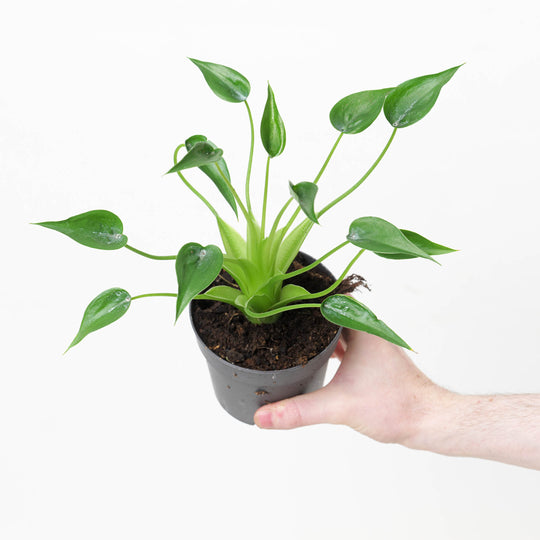 Alocasia 'Tiny Dancer' 10.5cm Plants GrowTropicals