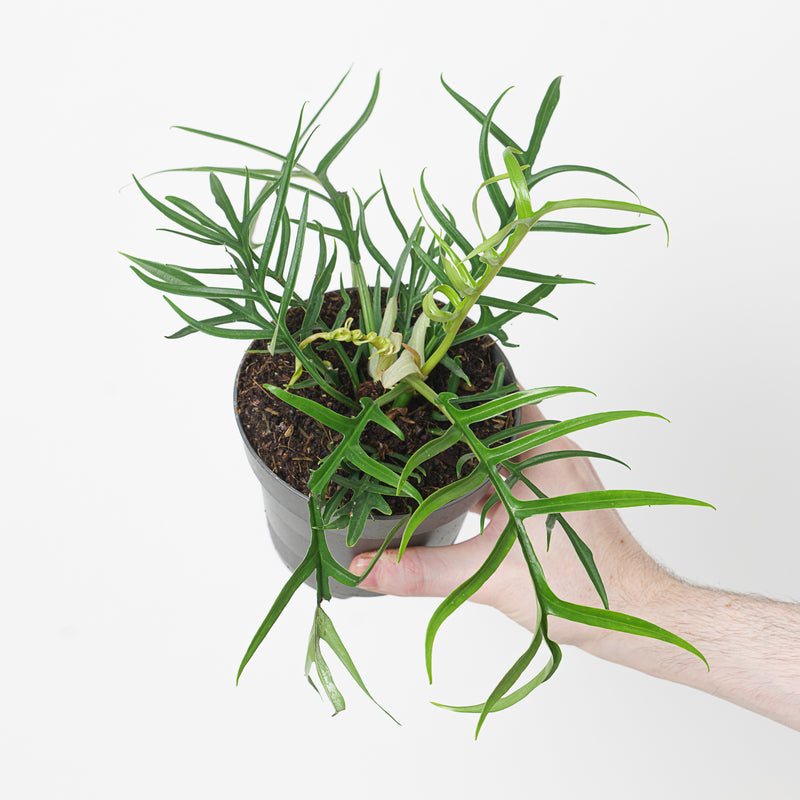 Philodendron bipinnatifidum 'Tortum' Plants GrowTropicals