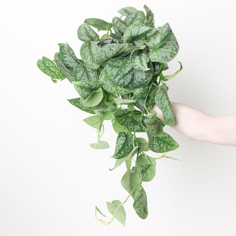 Scindapsus pictus 'Trebie' — 15cm