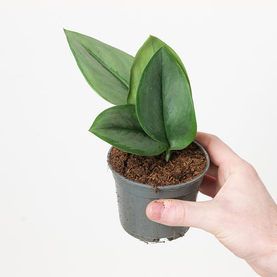 Imperfect Scindapsus treubii 'moonlight' Plants GrowTropicals