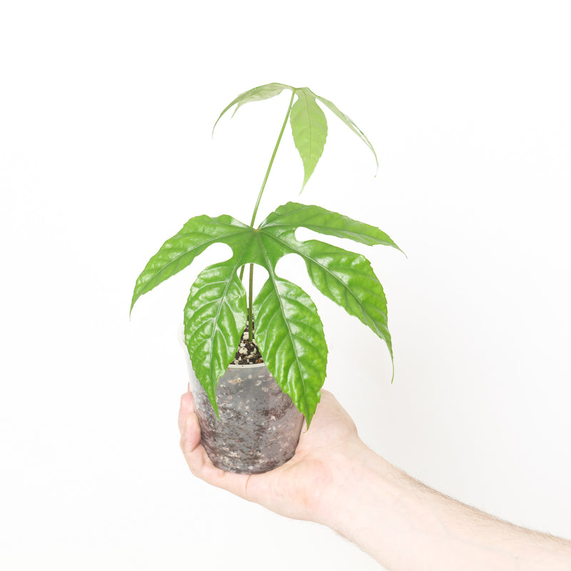 Trevesia palmata 9cm Plants GrowTropicals