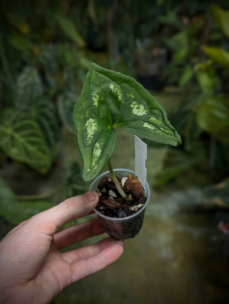 Ulearum donburnsii 'tricolor' Plants GrowTropicals