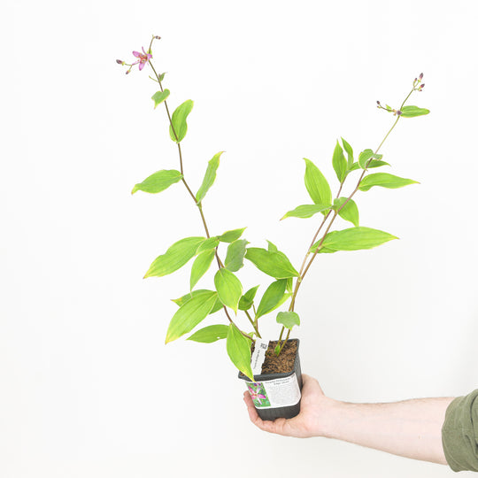 Tricyrtis 'Gilt Edge' 9cm / 0.5L Plants - Outdoor GROW TROPICALS